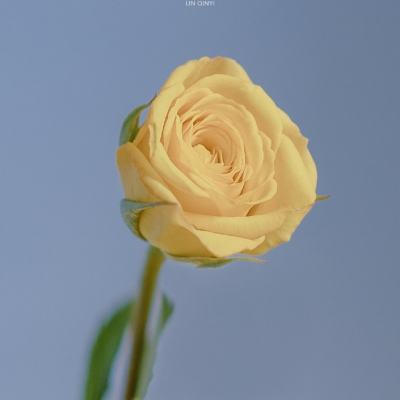 神代梦华谭九游版下载